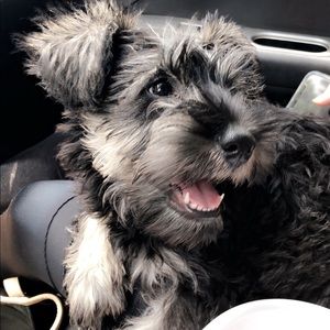 Meet your Posher, Lindsay